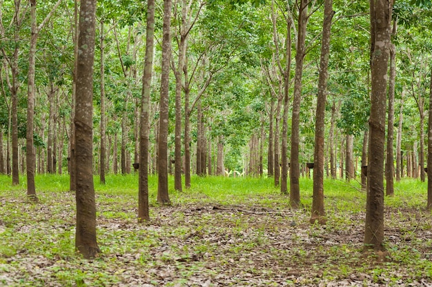 Fila de plantaciones de caucho para en el sur de árboles de caucho de Tailandia