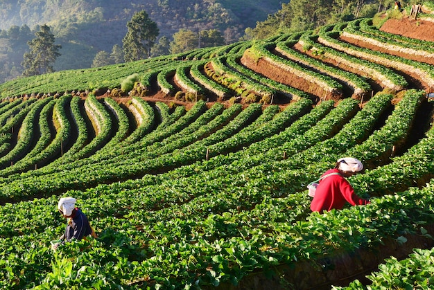 Fila de plantaciones de té verde en la granja