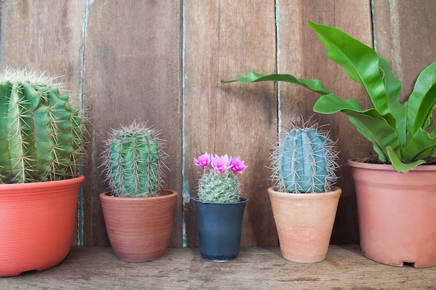 Fila de plantas de cactus en la mesa de madera