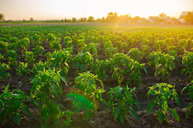 Fila de plantas de plántulas de pimiento hortalizas de cultivo industrial en campo abierto