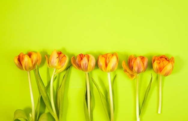 Fila de tulipanes en fondo coloful con el espacio para el mensaje. Fondo del día de la madre. Vista superior