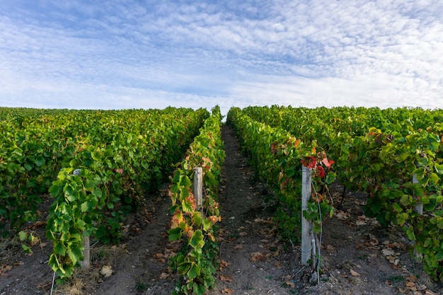 Fila de uva de vid en los viñedos de champagne en montagne de reims, Reims, Francia