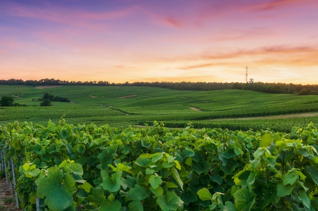 Fila de uva de vid en los viñedos de champagne en montagne de reims, Reims, Francia