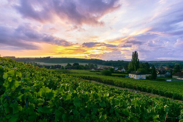 Fila de uva de vid en los viñedos de champagne en montagne de reims, Reims, Francia