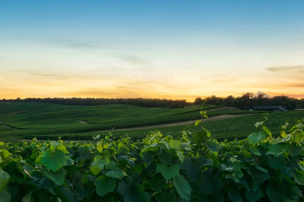 Fila de uva de vid en los viñedos de champagne en montagne de reims, Reims, Francia