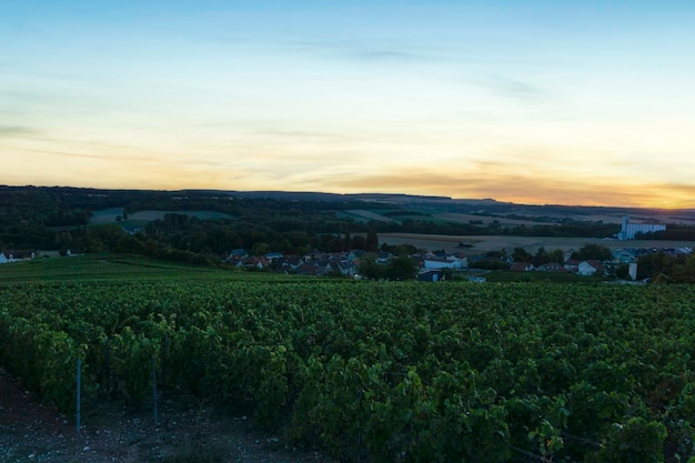 Fila de uva de vid en viñedos de champán en Montagne de Reims Reims Francia