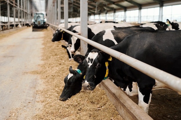 Fila de vacas en blanco y negro de pie junto al borde del gran prado dentro de una granja de animales contemporánea y comiendo alimento para el ganado contra el largo pasillo