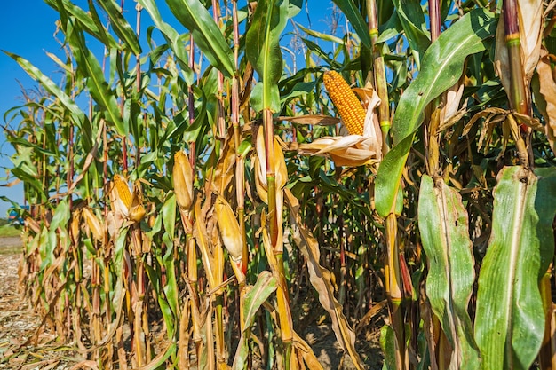 Fila de versión horizontal de plantas maíz maíz