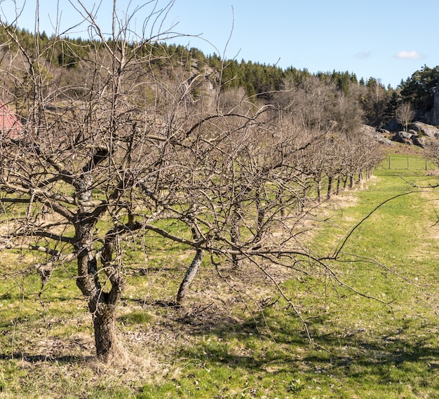 Fila de viejos manzanos desnudos en primavera, que crecen en tierras de pasto