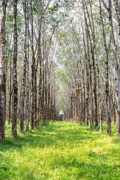 Filas de árbol de caucho