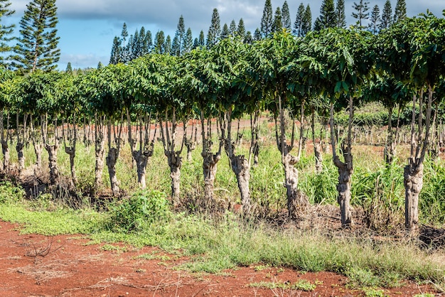 Filas de árboles de café en Oahu, Hawaii