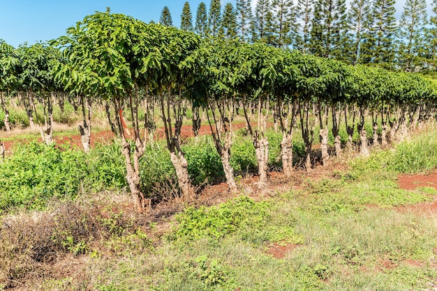 Filas de árboles de café en Oahu Hawaii