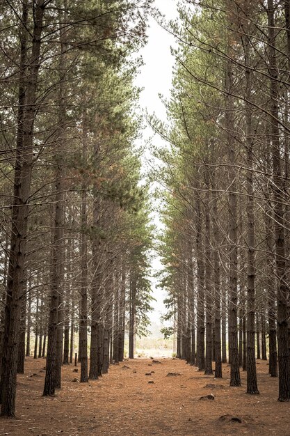 Filas de árboles en una plantación de bosques de pinos en Ciudad del Cabo, Sudáfrica