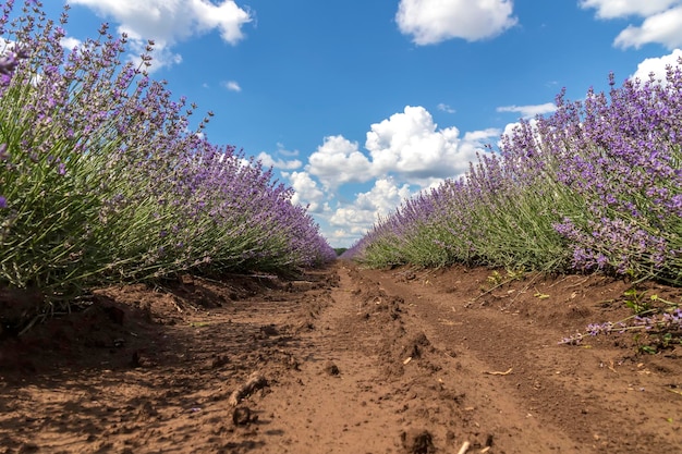 Filas de arbustos de flores de lavanda en flor Dispara desde el suelo