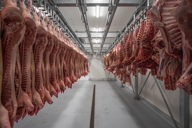 Foto filas con cadáveres de cerdo crudos frescos colgados en una sala refrigerada