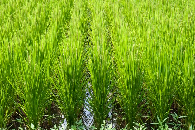 Filas de campo de arroz verde fresco en Japón