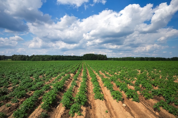 Filas en el campo. Paisaje agrícola en el horario de verano.