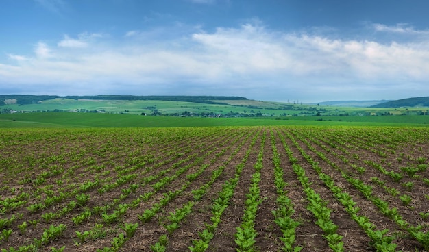 Filas de campo de remolacha azucarera y líneas de hojas jóvenes paisaje panorama