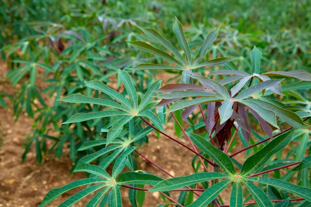 Foto filas de campos de yuca verde en tierras de cultivo agrícolas en asia