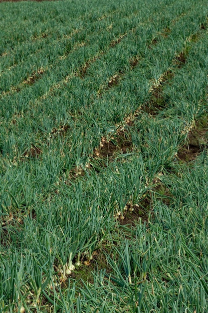 Filas de cebolla que crece en un campo Chiriquí Panamá América Central