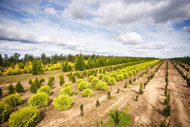 Filas de coníferas jóvenes en invernadero con muchas plantas en plantación