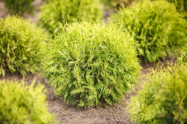 Filas de coníferas jóvenes en invernadero con muchas plantas en plantación