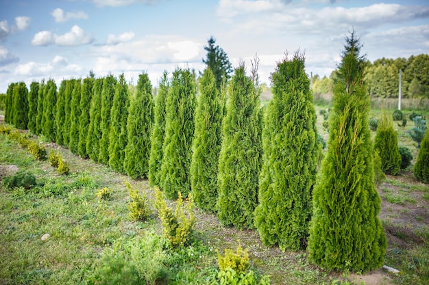 Filas de coníferas jóvenes en invernadero con muchas plantas en plantación