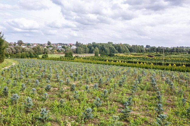 Filas de coníferas jóvenes en invernadero con muchas plantas en plantación