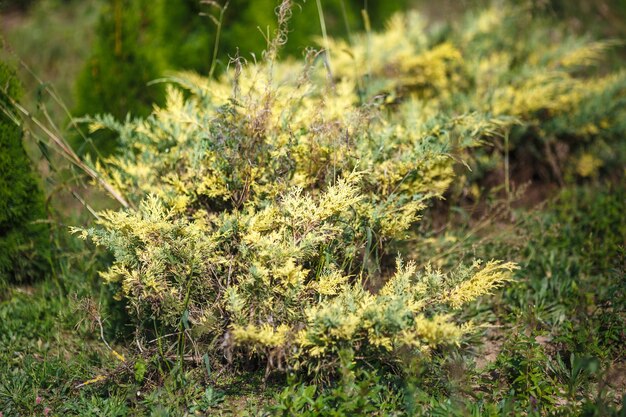 Filas de coníferas jóvenes en invernadero con muchas plantas en plantación