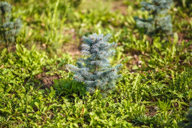 Filas de coníferas jóvenes en invernadero con muchas plantas en plantación