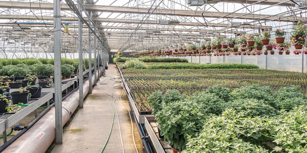 Filas de coníferas jóvenes en invernadero con muchas plantas en plantación