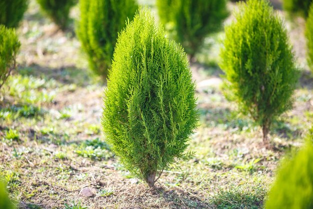 Filas de coníferas jóvenes en invernadero con muchas plantas en plantación