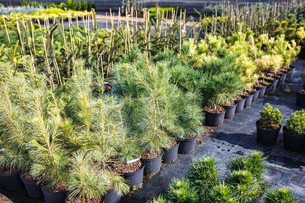 Filas de coníferas jóvenes en invernadero con muchas plantas en plantación