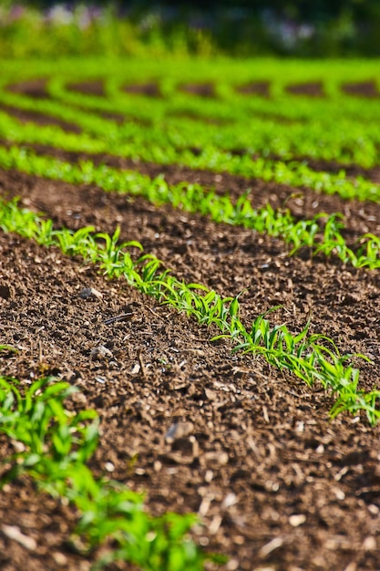 Foto filas curvas de plantas recién brotadas en un campo de tierra marrón