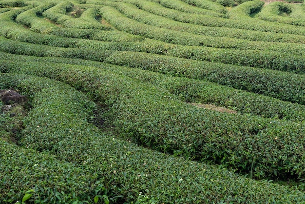 Filas de árvores de chá regulares no jardim de chá