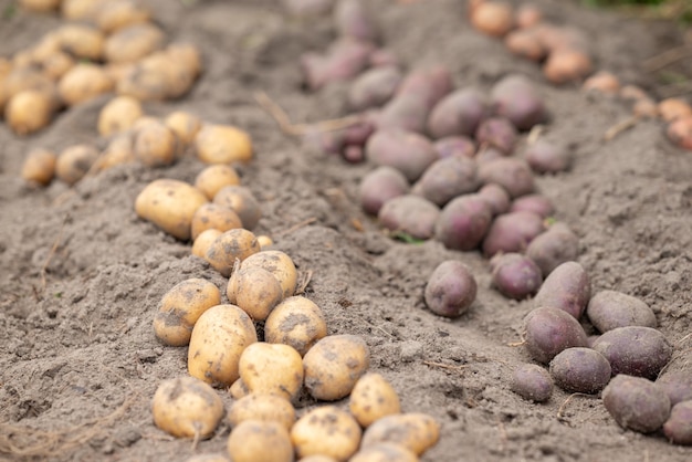 Filas de batatas escavadas de cores diferentes no jardim Colheita de batatas muitas batatas grandes de perto