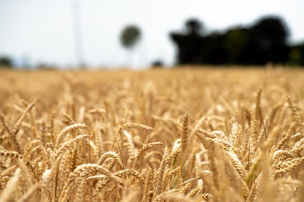 Filas de culturas de trigo e cevada que mostram o crescimento da agricultura e a agronomia