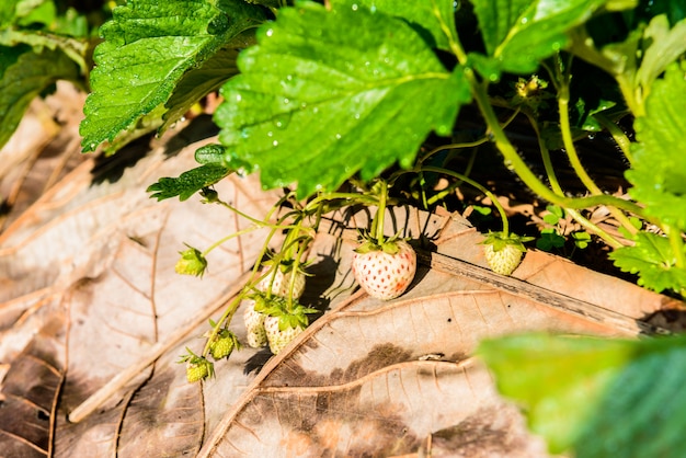 Filas de morangos em uma fazenda de morango