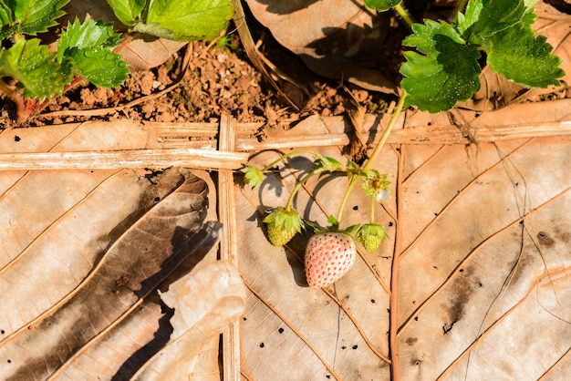 Filas de morangos em uma fazenda de morango