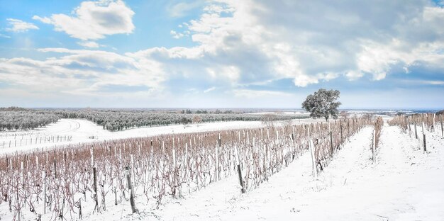 Foto filas de vinhas de bolgheri cobertas de neve no inverno castagneto carducci itália