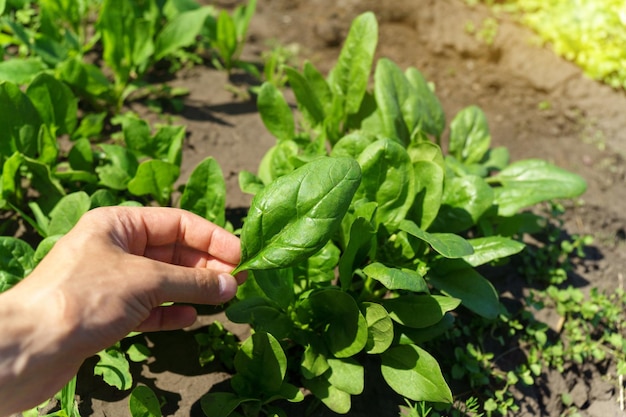 Filas de espinacas verdes en un campo Hojas jóvenes hoja hoja verde en filas agricultura Enfoque selectivo