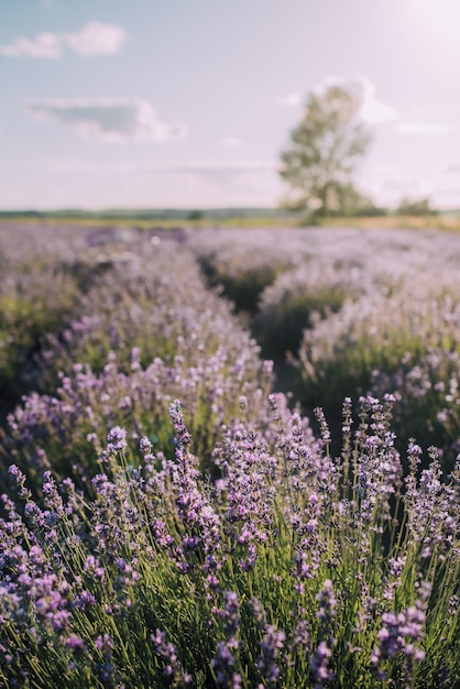 Filas florecientes de campo de lavanda al atardecer