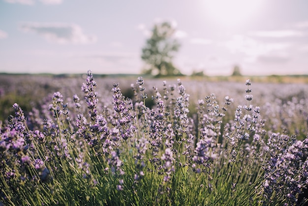 Foto filas florecientes de campo de lavanda al atardecer