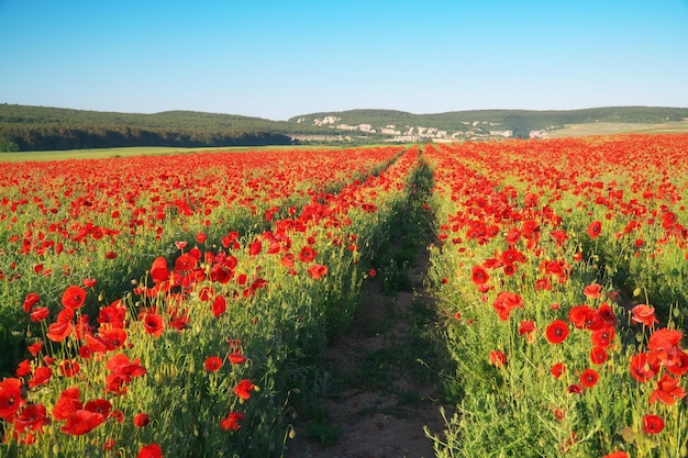 Filas de flores de amapola en el día