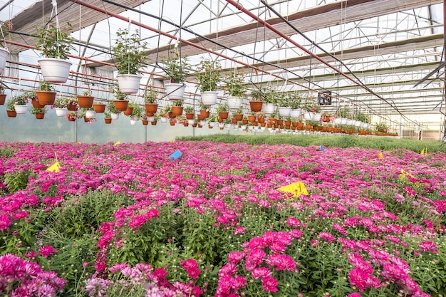 Filas de flores jóvenes aster en invernadero con muchas plantas de interior en plantación