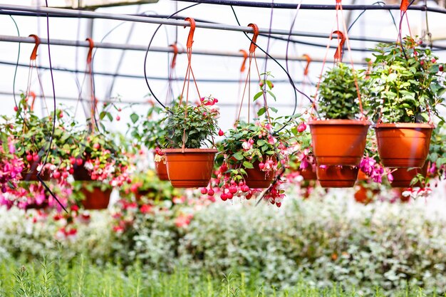 Filas de flores jóvenes en invernadero con muchas plantas de interior en plantación