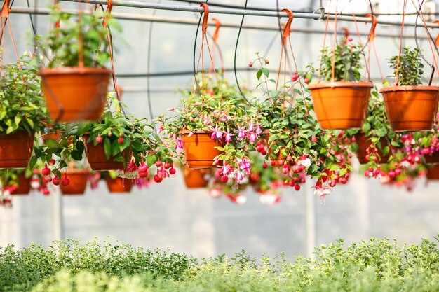 Filas de flores jóvenes en invernadero con muchas plantas de interior en plantación