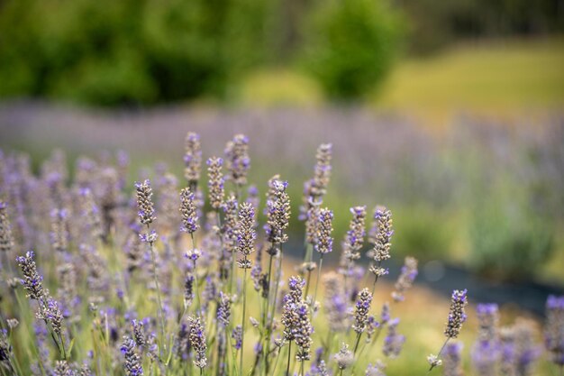 Filas de flores de lavanda púrpura en una granja de flores en Tasmania, Australia