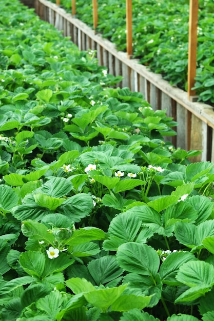 Filas de fresas florecientes en un invernadero rústico