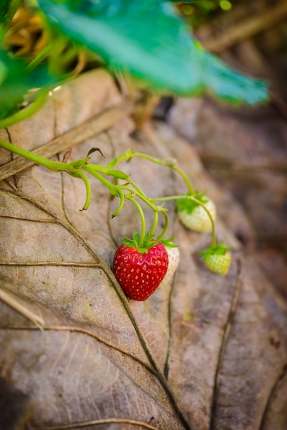 Filas de fresas en una granja de fresas